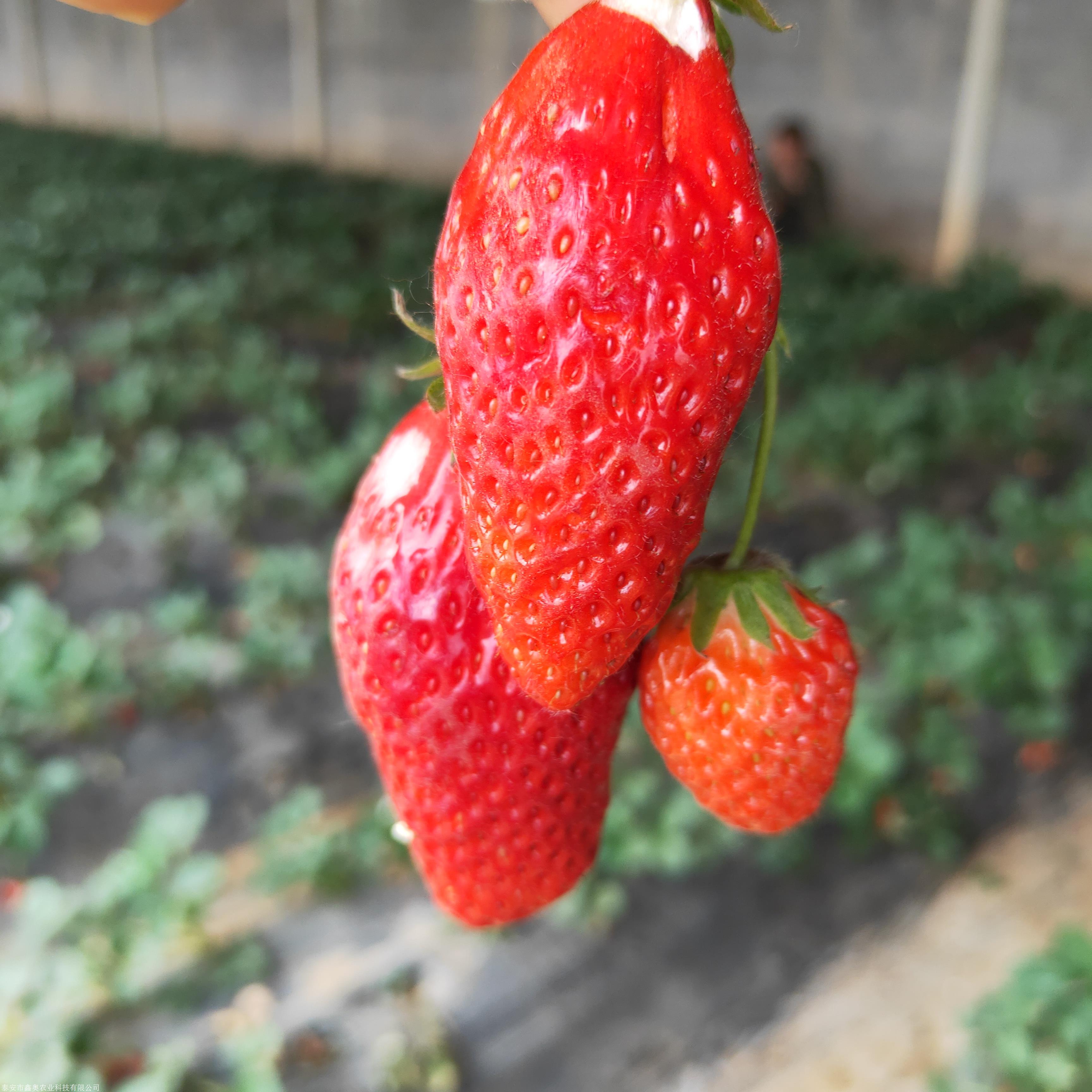 每日报价幸香草莓苗种植方法