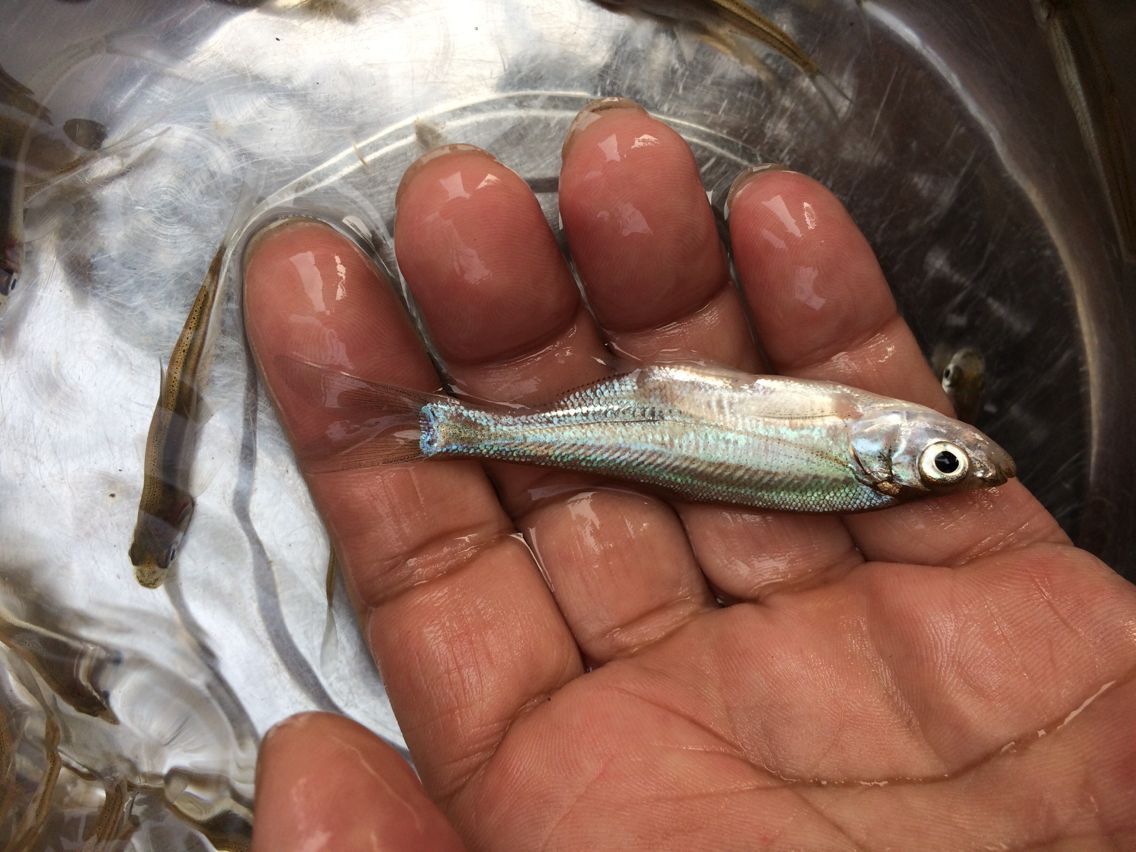 翘嘴鱼苗(8张)