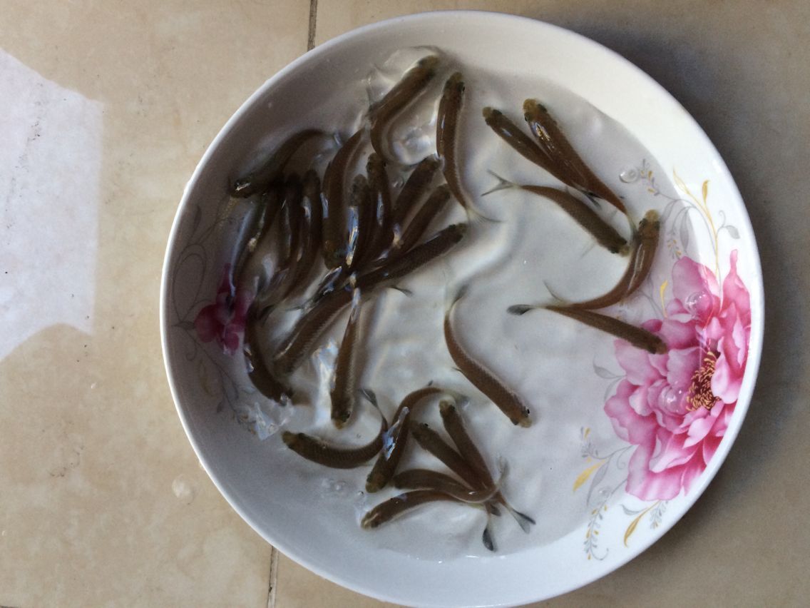 哪裡有魚苗 江團魚苗養殖基地 丁桂魚苗批發