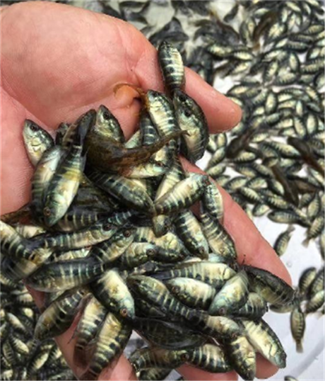 潮州吃飼料淡水珍珠石斑魚苗 淡水石斑魚苗 花斑魚苗