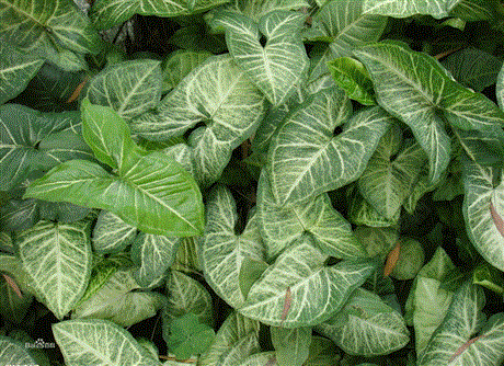 北京合果芋合果芋基地基地直销