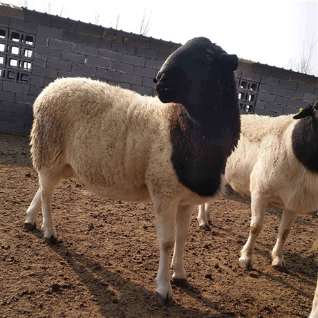 深圳杜泊绵羊养殖技术 小尾寒羊羊苗市场价格 纯种小尾寒羊