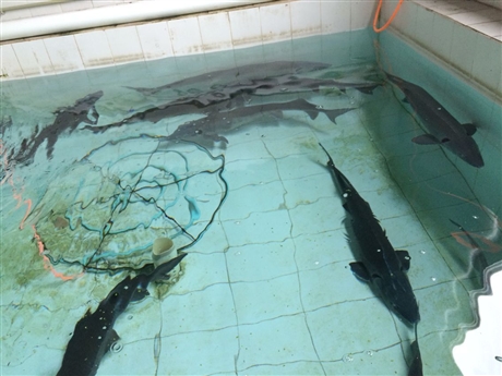 加州鲈鱼苗养殖技术 现货鸭嘴鱼 翘嘴鱼苗批发价格