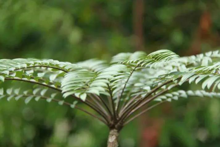 东革阿里能治痛风吗