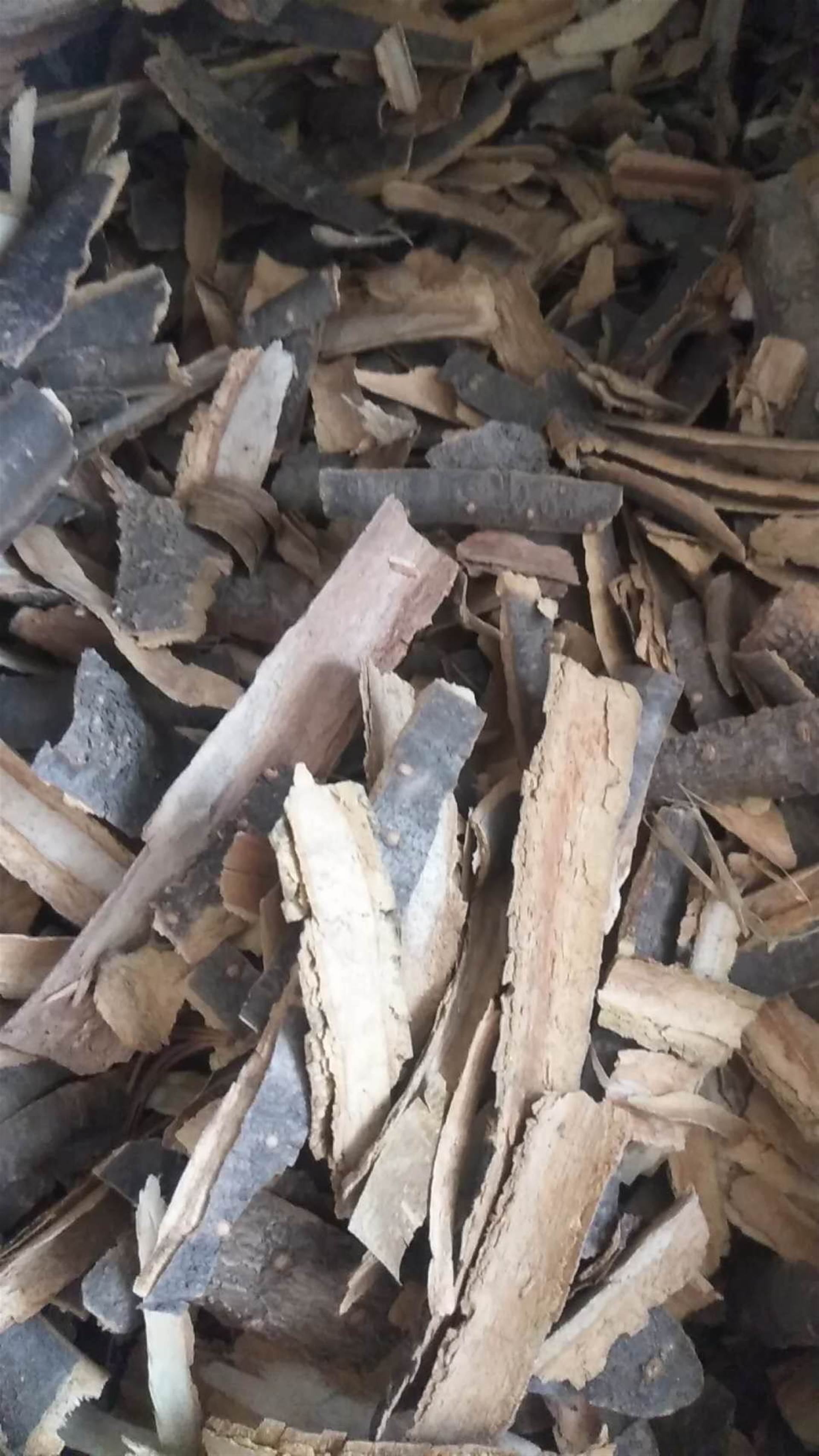 冷背药材供应暴马丁香暴马丁香的功效