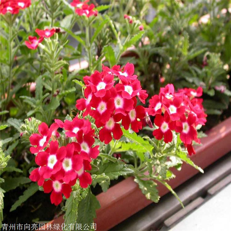 自家繁育苗木 美女樱 高30公分美女樱 宿根草花品种