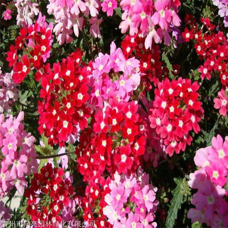 好苗接预定 美女樱盆苗 美女樱供应商 农户批发