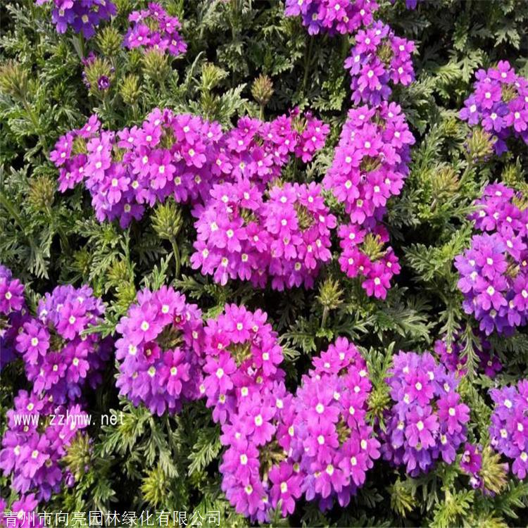 好苗接预定 美女樱盆苗 美女樱供应商 农户批发