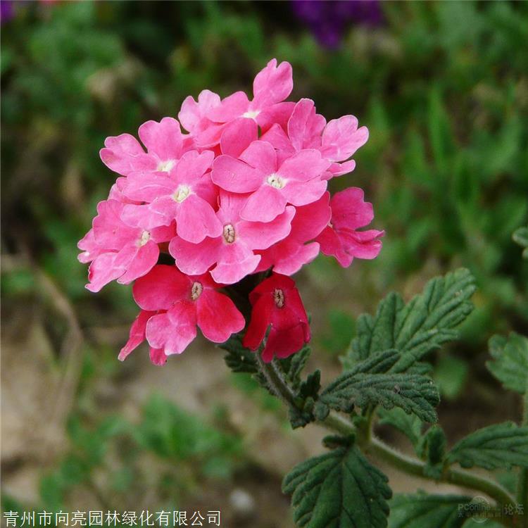 坡地绿植 宿根美女樱苗 2021年出售草花 时令草花批发