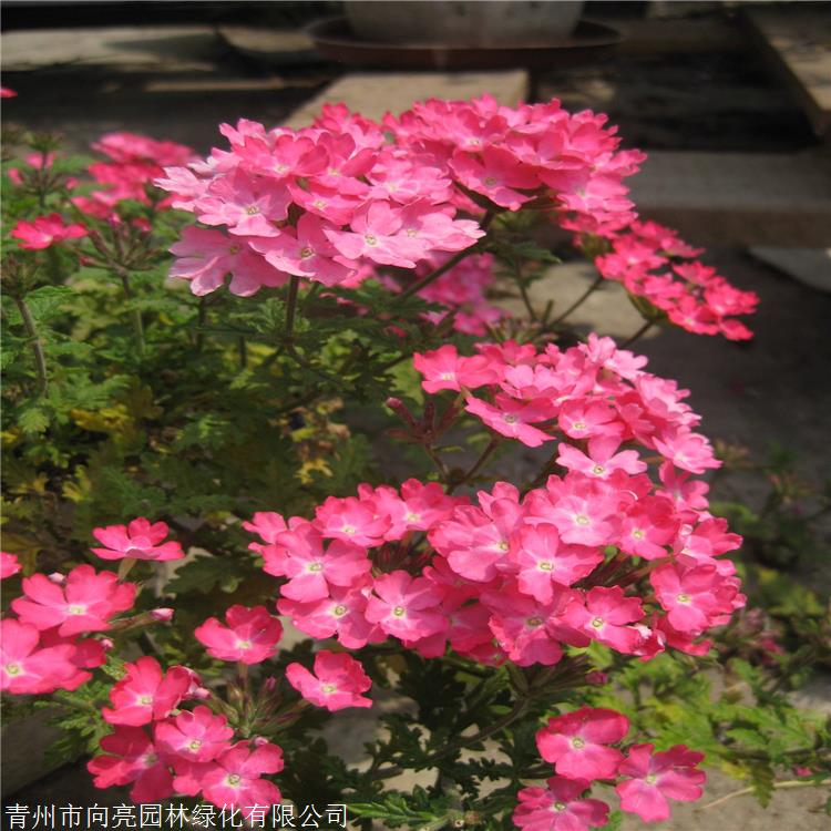 坡地绿植 宿根美女樱苗 2021年出售草花 时令草花批发