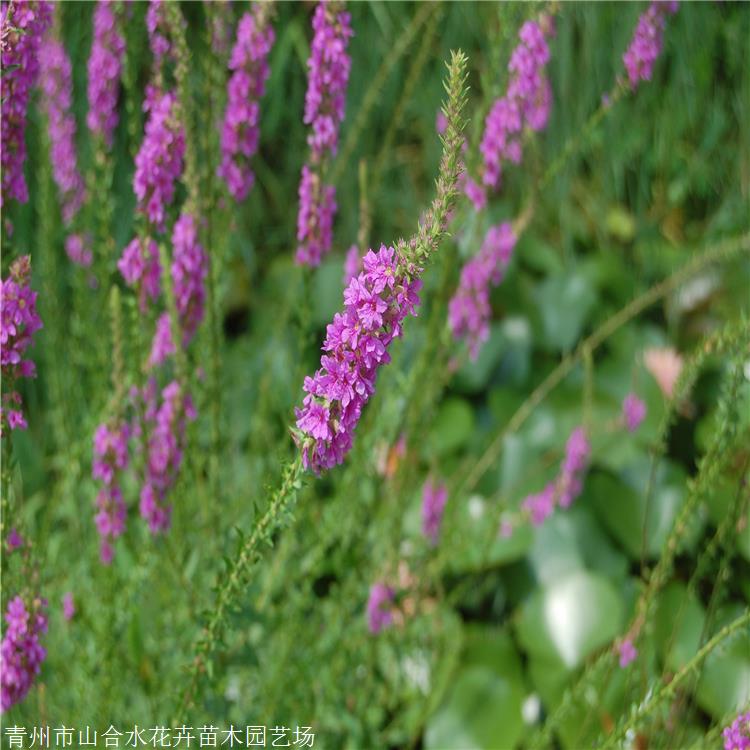西藏千屈菜量大優(yōu)惠 青州山合水千屈菜幼苗