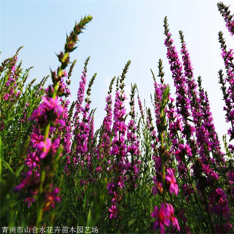 水生花苗供应 千屈菜小苗 水生植物品种 多年生草本