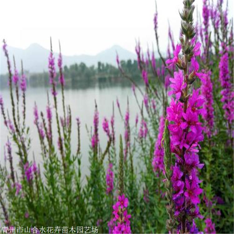 西藏千屈菜量大優(yōu)惠 青州山合水千屈菜幼苗