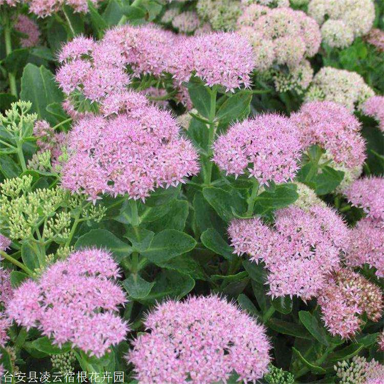 八寶景天苗臺安凌雲花卉白花蠍子草東北宿根花卉