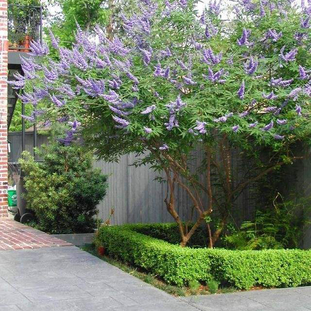 爬山虎爬藤植物四季 三叶红色爬山虎种子 盆栽室内户外攀援爬墙