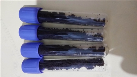 天然射香一克    天然射香的功效