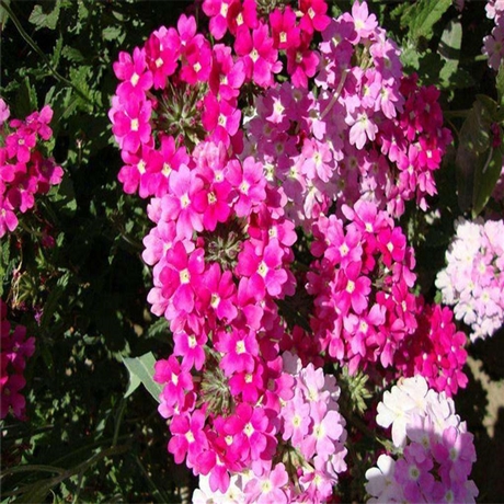 花海种植 美女樱盆苗 高30公分美女樱 双色盆美女樱