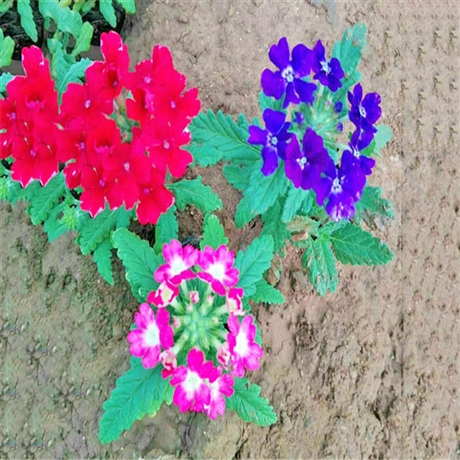 好苗接预定 美女樱盆苗 美女樱供应商 农户批发