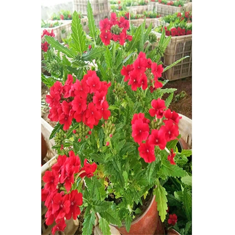 向亮苗木 宿根美女樱苗 铺地马鞭草 可全国配送