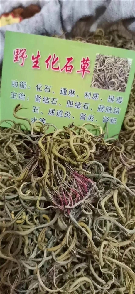 中药材批发化石草   化石草的功效