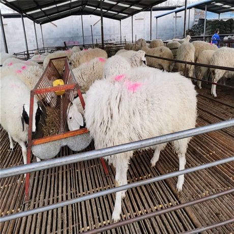 出售小尾寒羊养殖河北小尾寒羊