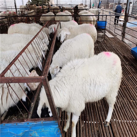 出售小尾寒羊养殖河北小尾寒羊