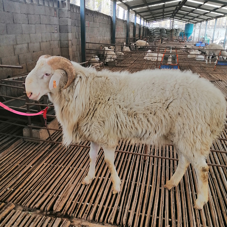 小尾寒羊羔 生长快小羊羔 黑头杜泊羊 好养活