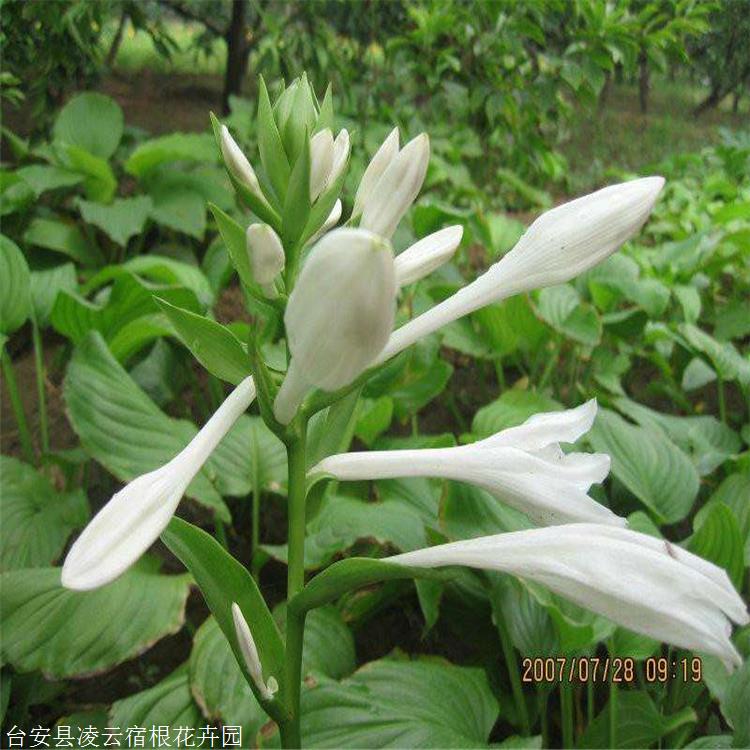 凌雲紫玉簪價格鞍山紫花玉簪價格多年生宿根庭院植物