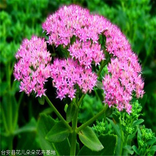 八宝景天粉色花儿朵朵花卉耐寒景天苗花期8至9月