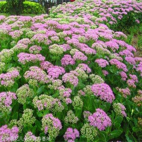 八宝景天粉色花儿朵朵花卉耐寒景天苗花期8至9月