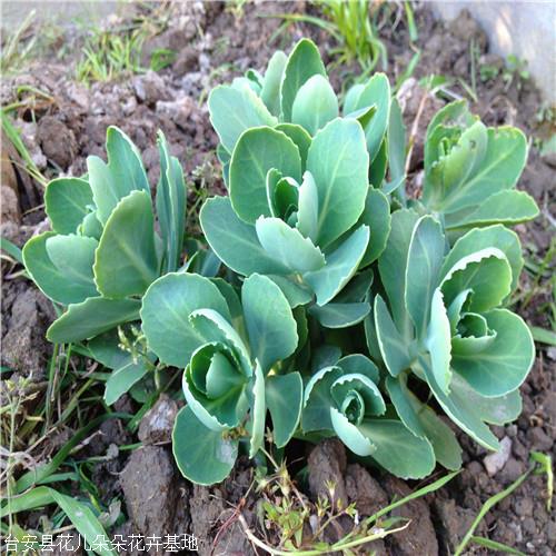 布置花坛,花境或成片栽植做护坡地被植物,可以做圆圈,方块,云卷,弧形