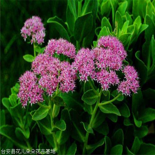 台安花儿朵朵八宝景天粉色又称八宝花期8至9月