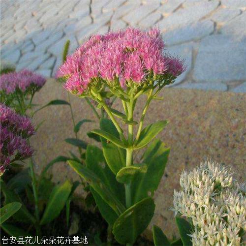 八宝景天粉色 北京别称长药八宝 多年生肉质草本植物-搜了网