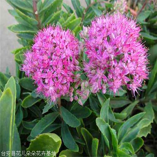 八宝景天粉色花儿朵朵花卉耐寒景天苗花期8至9月