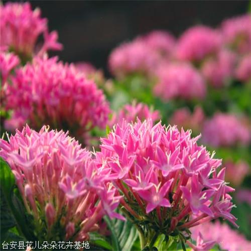 八宝景天粉色大连八宝景天种植基地货源充足品相好