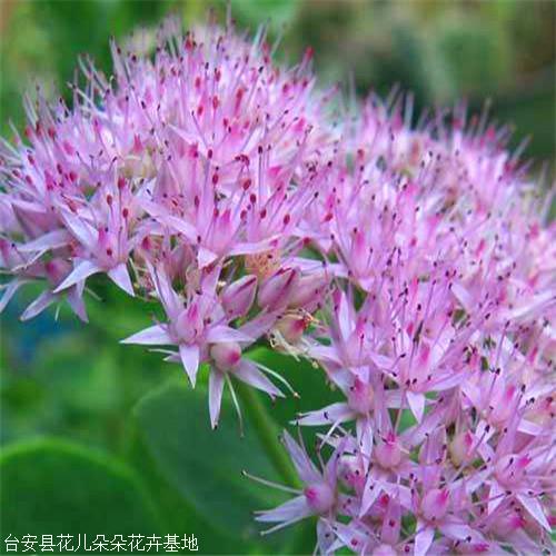 八宝景天粉色花儿朵朵花卉耐寒景天苗花期8至9月