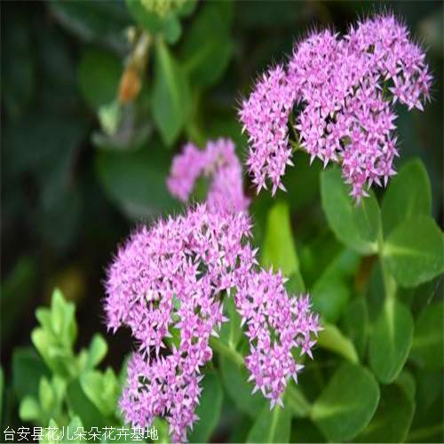 台安花儿朵朵八宝景天粉色又称八宝花期8至9月
