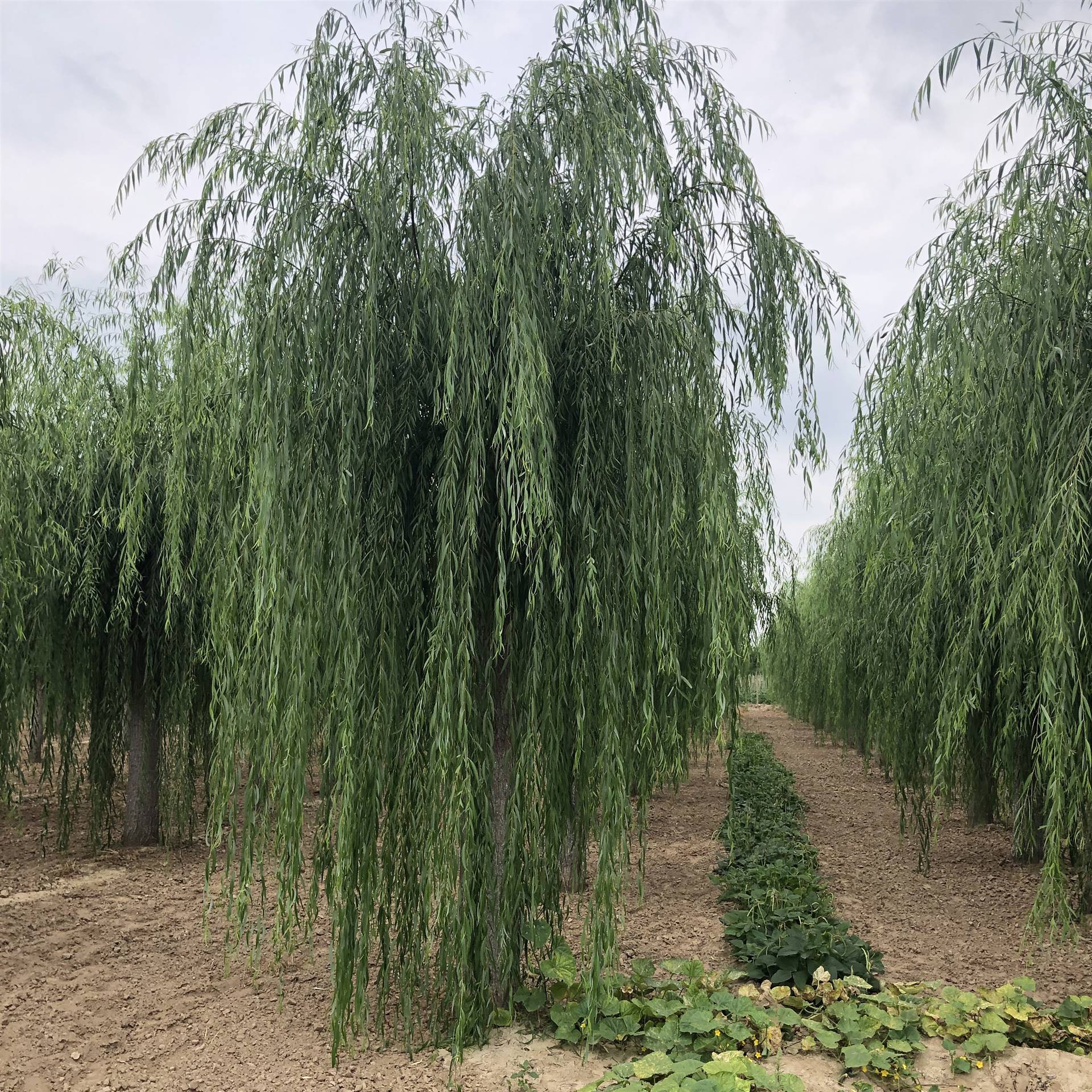 菏澤鑫泰花木種植有限公司 產品展廳 >基地直供垂柳樹苗無病蟲害成活