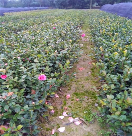 茶梅苗广西茶梅批发现货直销