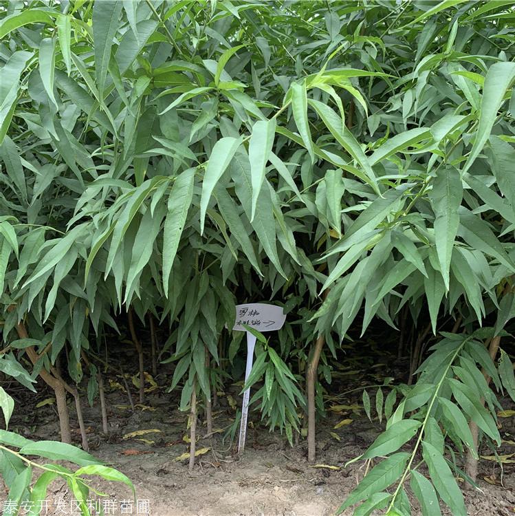 油蟠5号桃树苗,油蟠5号桃树苗价格及报价