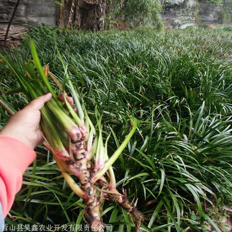 石菖蒲种植基地石菖蒲种苗石菖蒲种苗基地九节菖蒲价格石菖蒲种苗价格