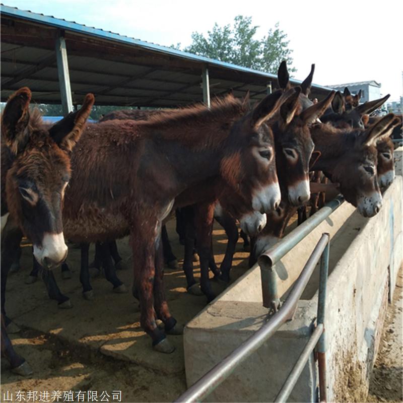 首页 山东邦进养殖有限公司 新闻资讯 出售关中驴同城 本地出售关中驴