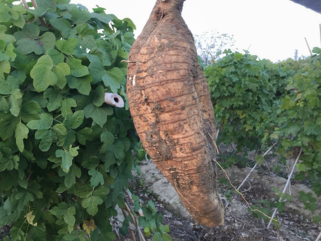 粉葛根块 小包装抽真空包装 新鲜葛根供应 源头基地批发