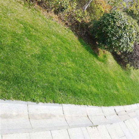 护坡狗牙根草坪种子批发供应耐践踏草坪狗牙根种子