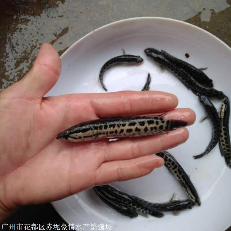 鯧魚苗白鯧魚紅鯧魚豪情魚苗