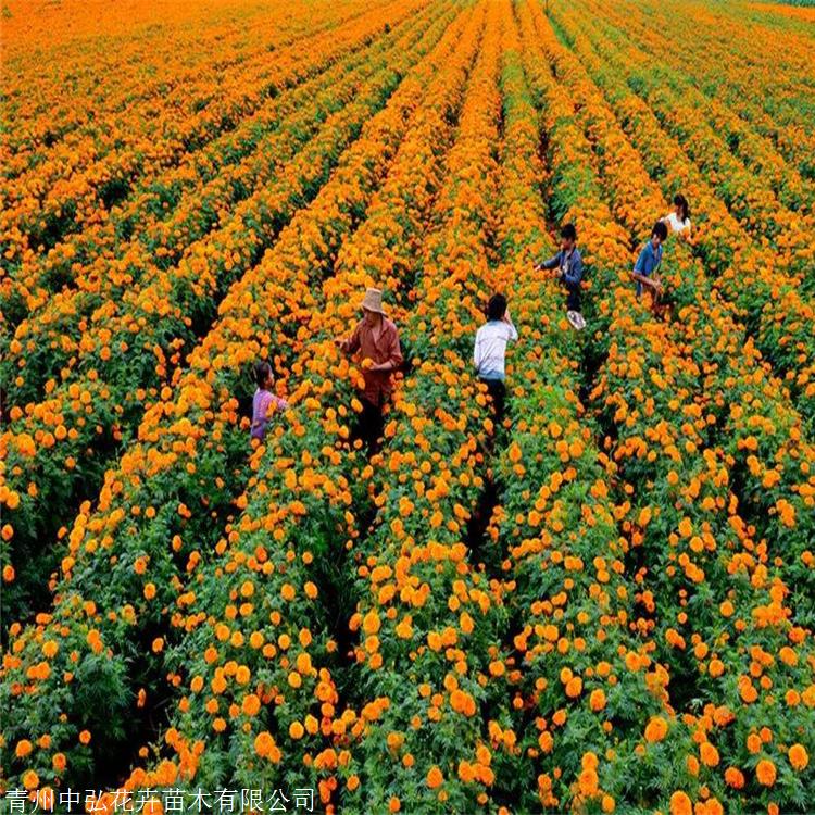 中弘花卉萬壽菊種植基地萬壽菊基地可全國配送