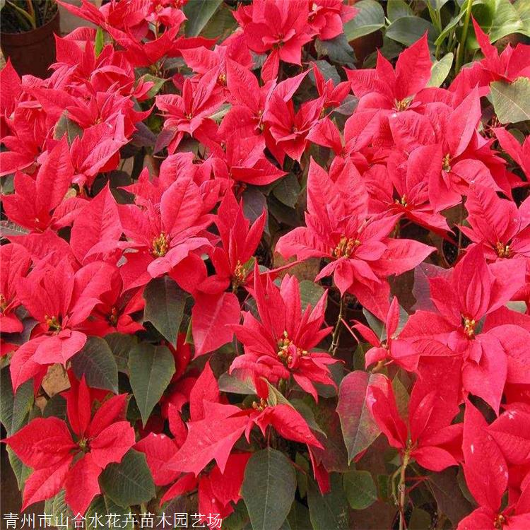 切花材料圣诞花盆栽山合水花卉一品红盆栽美化庭园植物