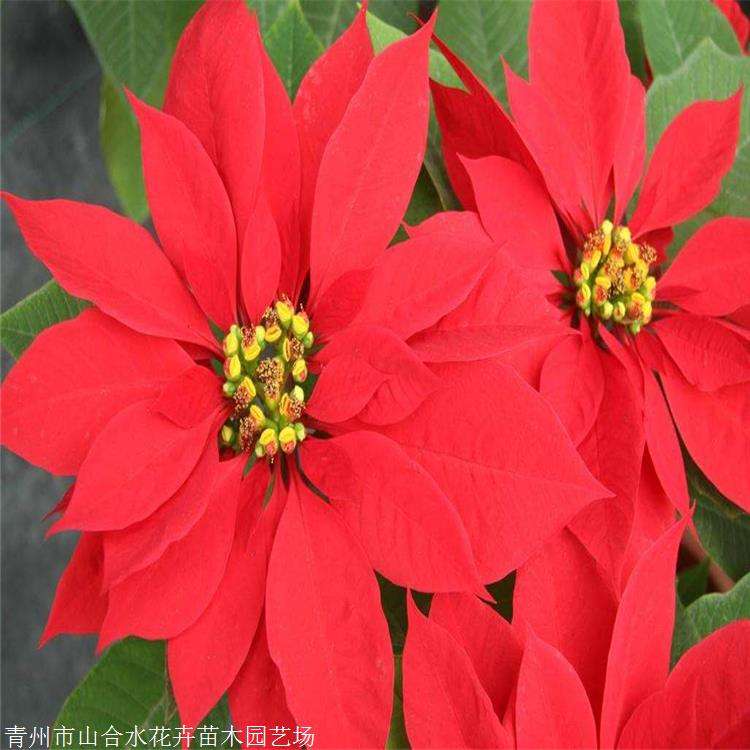 切花材料 圣誕花盆栽 山合水花卉 一品紅 廠家現(xiàn)貨銷售