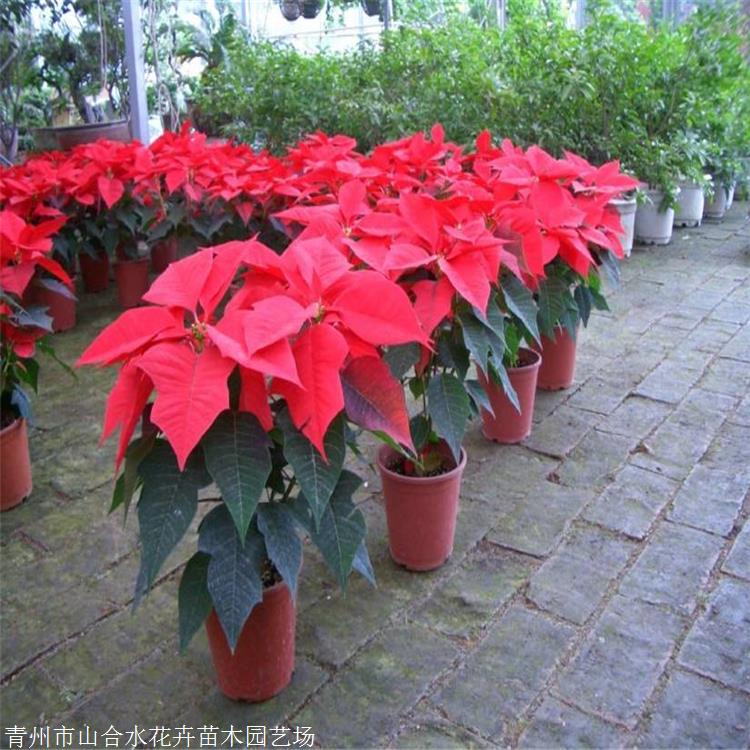 切花材料 圣誕花盆栽 山合水花卉 一品紅 廠家現(xiàn)貨銷售