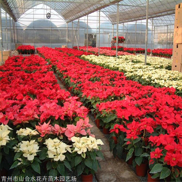 切花材料 圣誕花盆栽 山合水花卉 一品紅 廠家現(xiàn)貨銷售